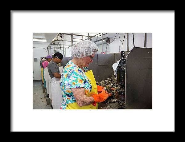American Oyster Framed Print featuring the photograph Commercial Oyster Processing #4 by Jim West