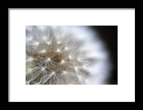 Dandelion Framed Print featuring the photograph Dandelion Backlit close up #4 by Jim Corwin