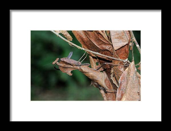 Animal Framed Print featuring the photograph Dead Leaf Mantis, Malaysia by Fletcher and Baylis