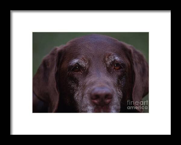 Dog Framed Print featuring the photograph Dog #4 by Marc Bittan