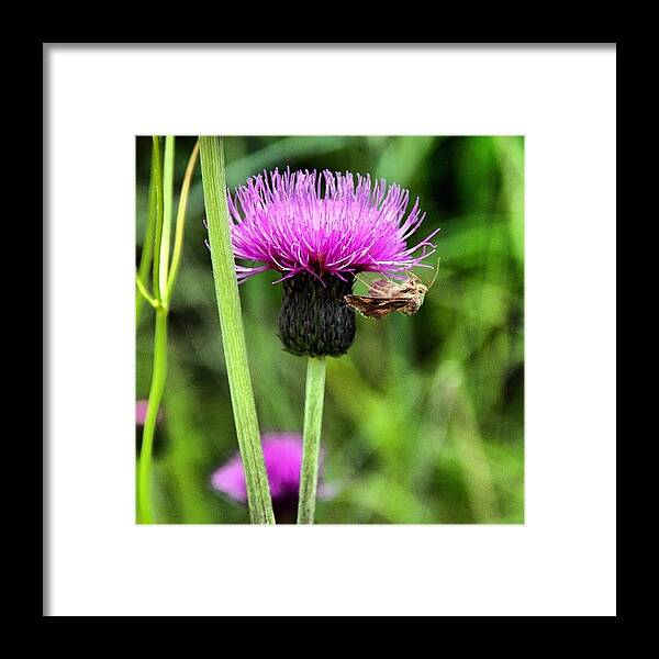 Butterfly Framed Print featuring the photograph Flower #4 by Luisa Azzolini