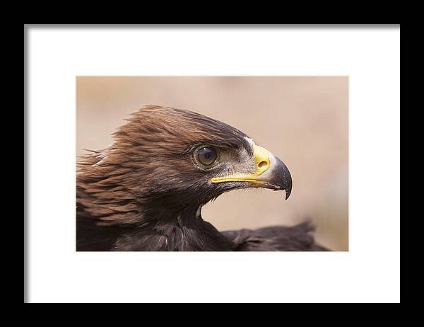 Golden Eagle Framed Print featuring the photograph Glaring Eagle #4 by Jim Snyder