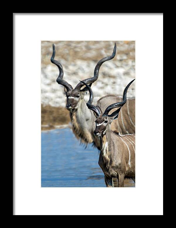 Photography Framed Print featuring the photograph Greater Kudu Tragelaphus Strepsiceros #4 by Panoramic Images