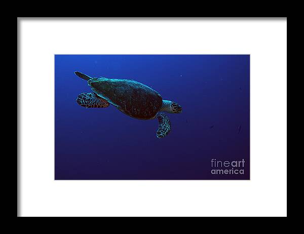 Roatan Framed Print featuring the photograph Hawksbill Turtle #5 by JT Lewis