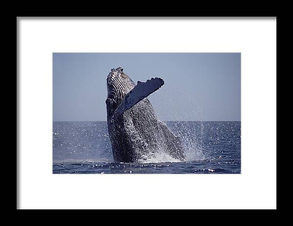 Feb0514 Framed Print featuring the photograph Humpback Whale Breaching Maui Hawaii #4 by Flip Nicklin
