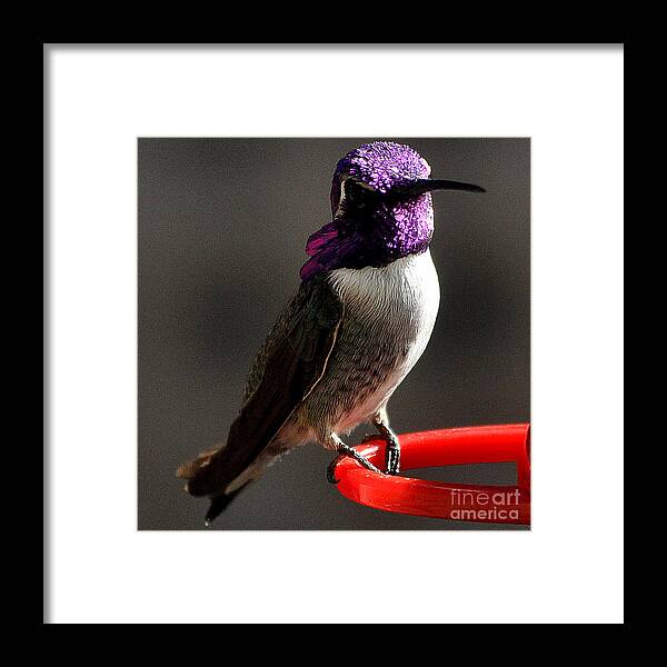 Hummingbird Framed Print featuring the photograph Male Costa's On Perch #2 by Jay Milo