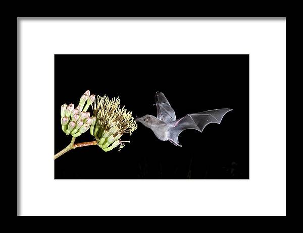 Agavaceae Framed Print featuring the photograph Mexican Long-tongued Bat #4 by Craig K. Lorenz