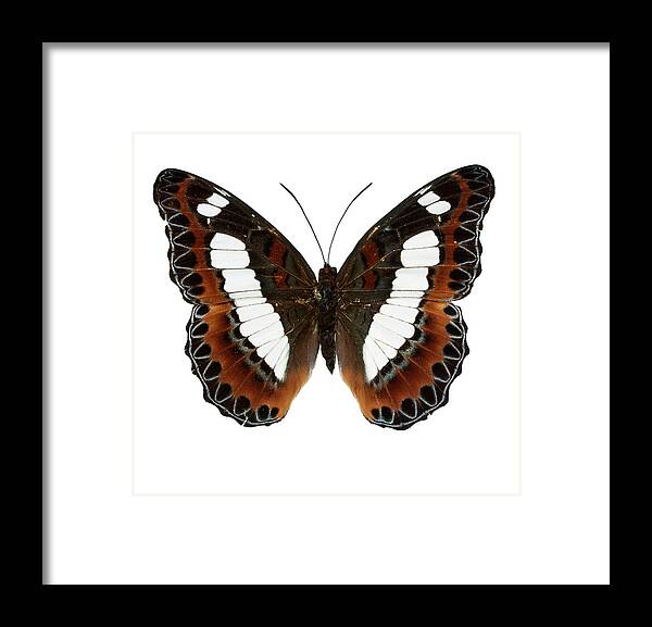 Animal Framed Print featuring the photograph Moduza Nuydai #4 by Natural History Museum, London
