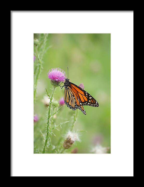 North America Framed Print featuring the photograph Monarch Butterfly #2 by Heidi Poulin