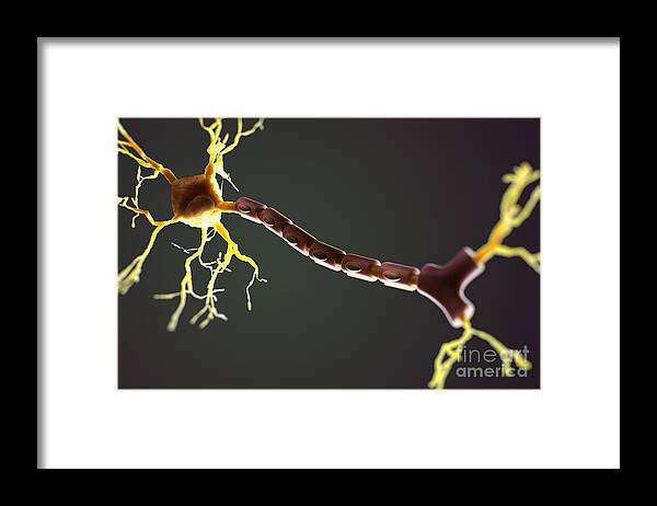 3d Model Framed Print featuring the photograph Multipolar Neuron #4 by Science Picture Co