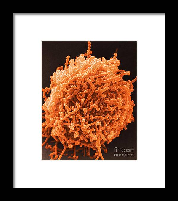 Bacterial Framed Print featuring the photograph SEM of Mycoplasma Bacteria by David M Phillips