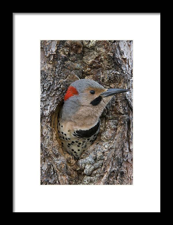 Michael Quinton Framed Print featuring the photograph Northern Flicker In Nest Cavity Alaska by Michael Quinton