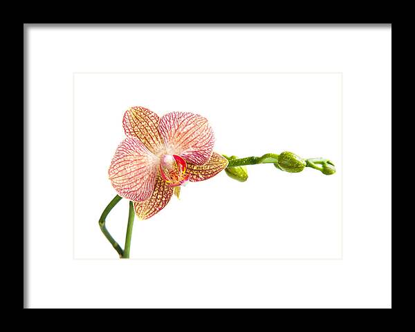 Ping Orchid Framed Print featuring the photograph Orchid flower by Michalakis Ppalis