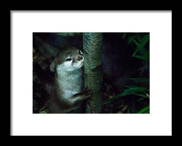 2012 Framed Print featuring the photograph Otter #4 by Daniel Kocian