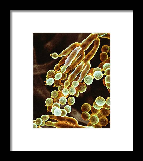 Penicillium Chrysogenum Framed Print featuring the photograph Penicillin Fungus #4 by Dr Jeremy Burgess