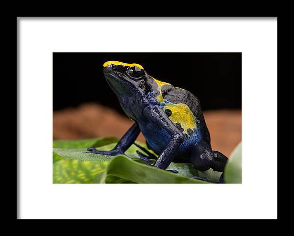 Amazon Framed Print featuring the photograph Poison dart frog #4 by Dirk Ercken
