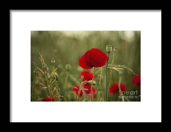 Poppy Framed Print featuring the photograph Red Poppy Flowers #4 by Nailia Schwarz