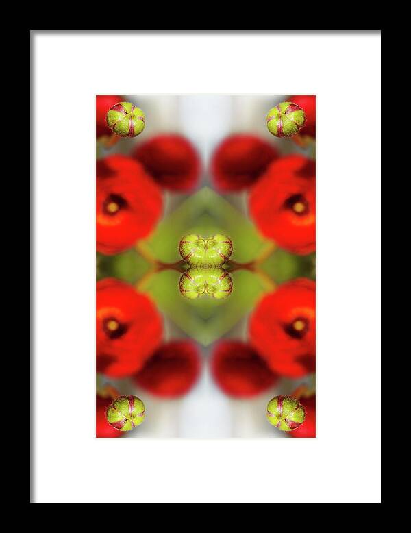 Tranquility Framed Print featuring the photograph Red Ranunculus #4 by Silvia Otte