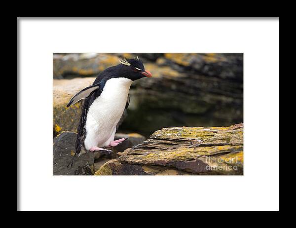 Southern Rockhopper Penguin Framed Print featuring the photograph Rockhopper Penguin #4 by John Shaw