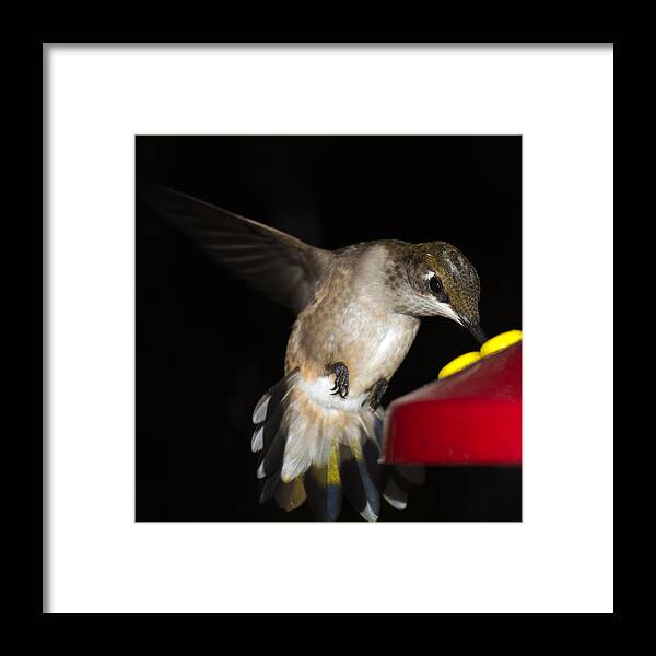Ruby-throated Hummingbird Framed Print featuring the photograph Ruby Throated Hummingbird #4 by Robert L Jackson