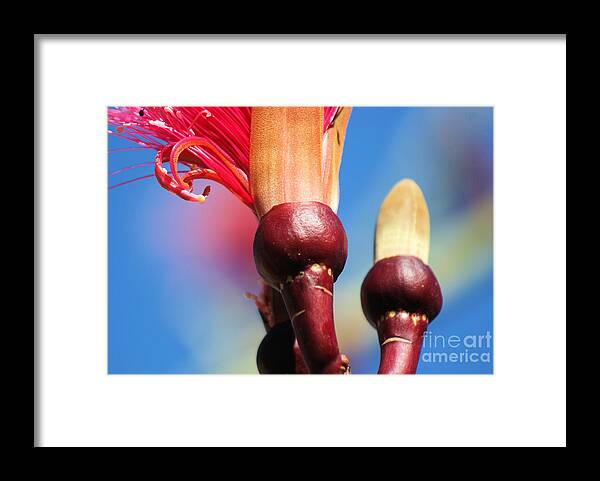 Amapola Framed Print featuring the photograph Shaving Brush Tree #4 by Javier Correa