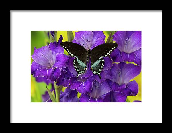 Black Framed Print featuring the photograph Spicebush Swallowtail Butterfly #4 by Darrell Gulin