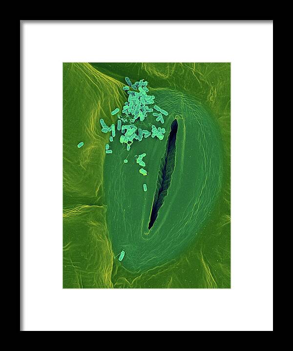 211510d Framed Print featuring the photograph Spinach Infected With E. Coli #4 by Dennis Kunkel Microscopy/science Photo Library