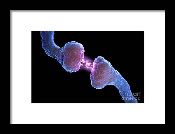 Nerves Framed Print featuring the photograph Synapse #6 by Science Picture Co