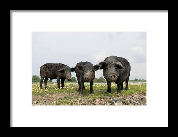 Agriculture Framed Print featuring the photograph The Domestic Pigs Of Maliuc Often Roam #4 by Martin Zwick
