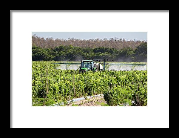 People Framed Print featuring the photograph Tomato Growing #4 by Jim West