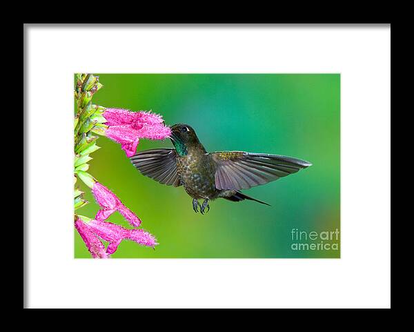 Animal Framed Print featuring the photograph Tyrian Metaltail #4 by Anthony Mercieca