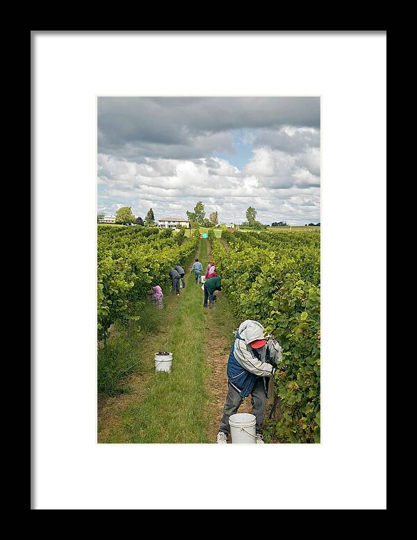 Crop Framed Print featuring the photograph Wine Grape Harvest #4 by Jim West