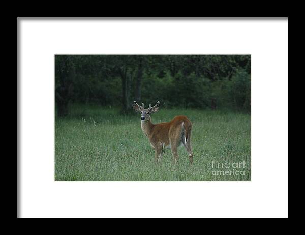 Sparring Framed Print featuring the photograph Young Buck with velvety antlers #4 by Jim Lepard