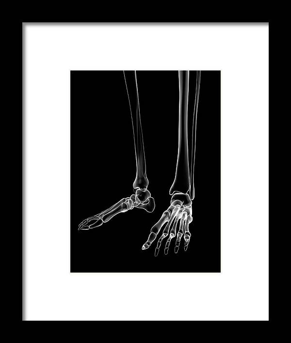 Artwork Framed Print featuring the photograph Human Foot Bones #40 by Sebastian Kaulitzki