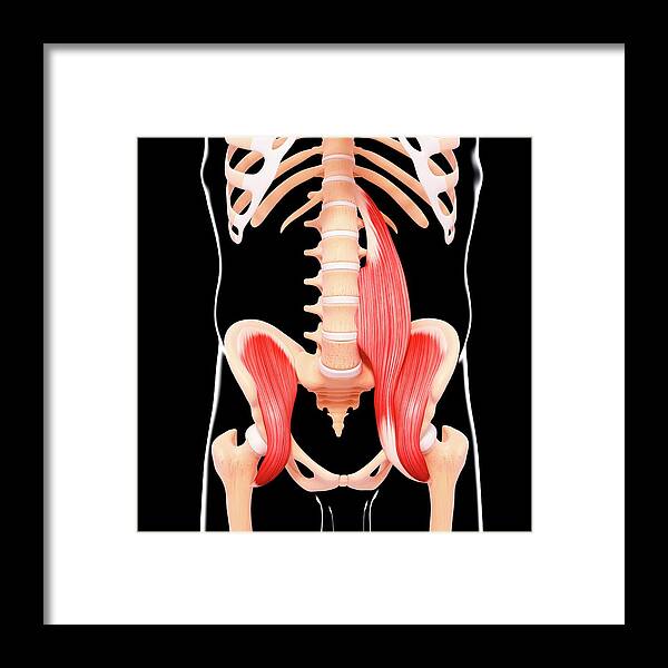 Artwork Framed Print featuring the photograph Human Hip Musculature #43 by Pixologicstudio/science Photo Library