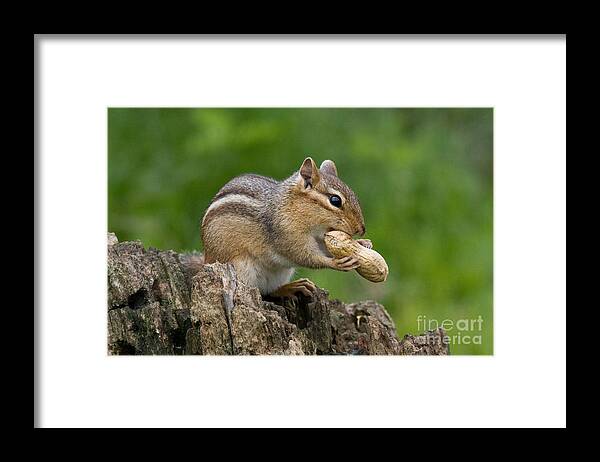 Feeding Framed Print featuring the photograph Eastern Chipmunk #47 by Linda Freshwaters Arndt
