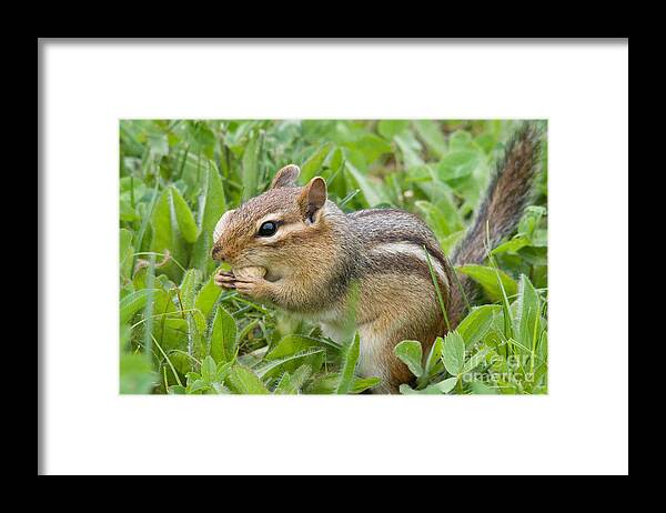Feeding Framed Print featuring the photograph Eastern Chipmunk #48 by Linda Freshwaters Arndt