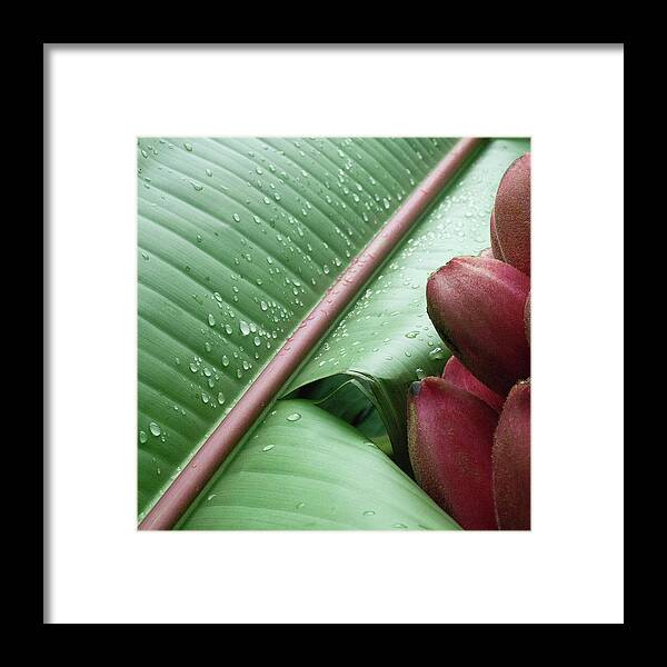Banana Framed Print featuring the photograph Banana Leaf by Heiko Koehrer-Wagner