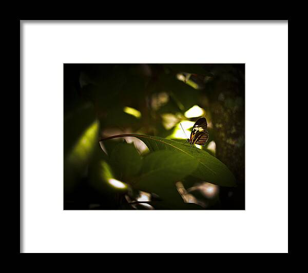 Butterfly Framed Print featuring the photograph Butterfly #14 by Bradley R Youngberg