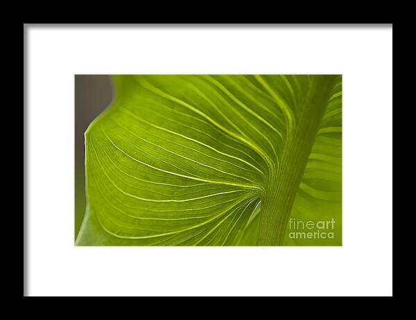 Beauty Framed Print featuring the photograph Calla Lily stem close up #5 by Jim Corwin