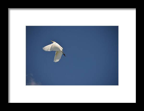 Wildlife Framed Print featuring the photograph 5- Cattle Egret by Joseph Keane