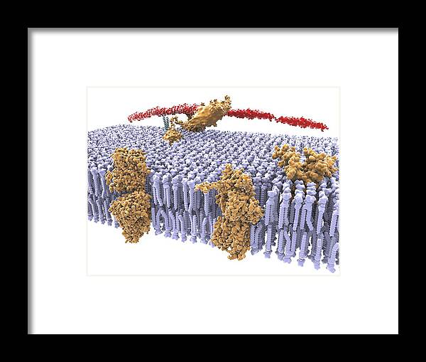 Cell Framed Print featuring the photograph Cell membrane, artwork #5 by Science Photo Library