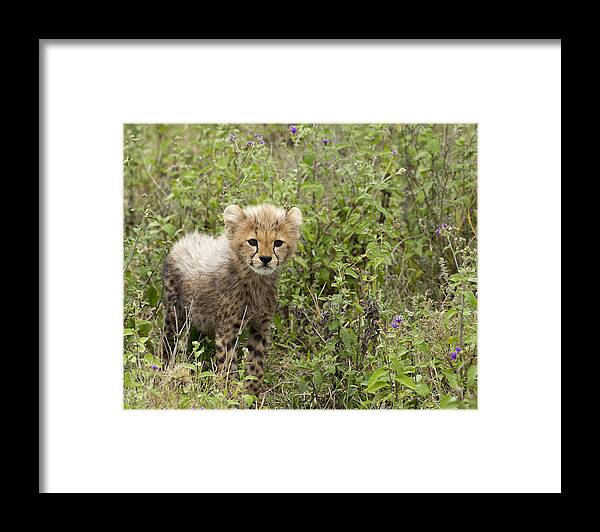 Cheetah Framed Print featuring the photograph Cheetah Acinonyx jubatus #5 by Carol Gregory