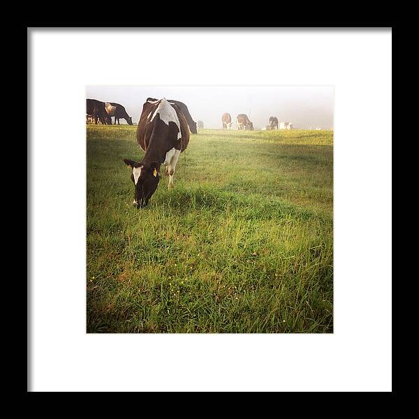 Cow Framed Print featuring the photograph Cows #5 by Les Cunliffe