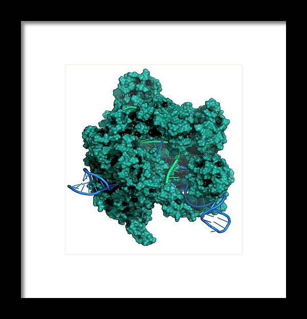 Crispr Framed Print featuring the photograph Crispr-cas9 Gene Editing Complex #5 by Molekuul