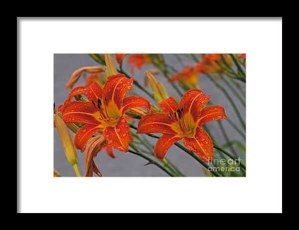 Day Lilly Framed Print featuring the photograph Day Lilly by William Norton