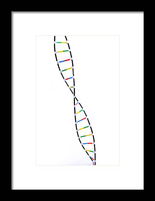 Science Framed Print featuring the photograph Double Helix Dna Model #5 by Science Source