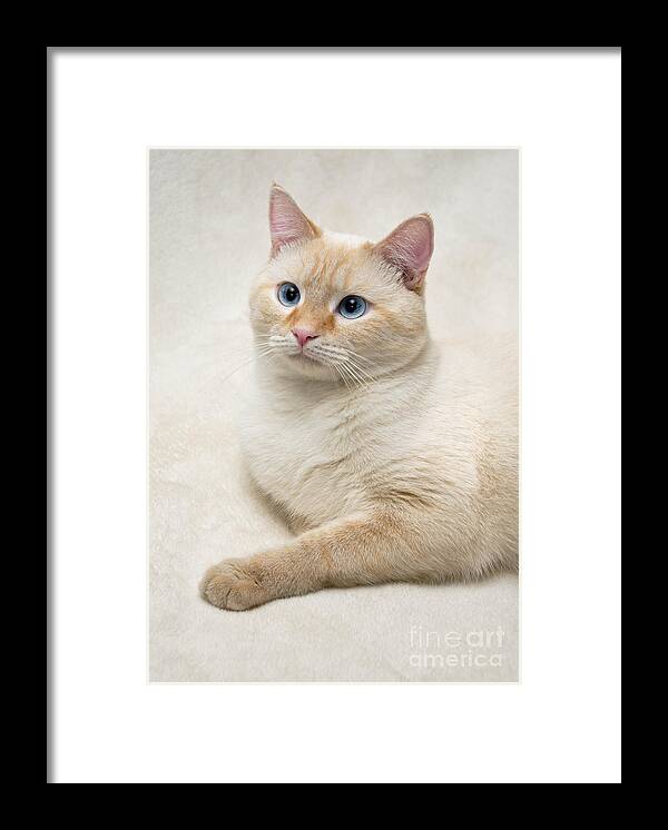 Blue Eyes Framed Print featuring the photograph Flame Point Siamese Cat #5 by Amy Cicconi