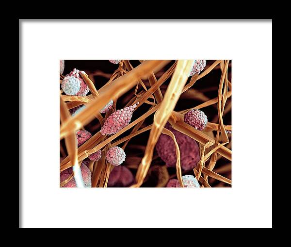 Fungus Framed Print featuring the photograph Fungal Cells #5 by Science Photo Library