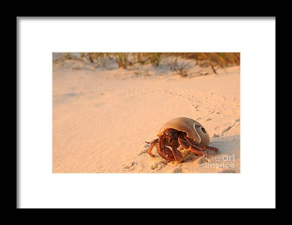Beach Framed Print featuring the photograph Hermit Crab by Scott Linstead